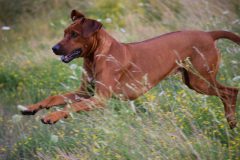 IMG_2512-scaled